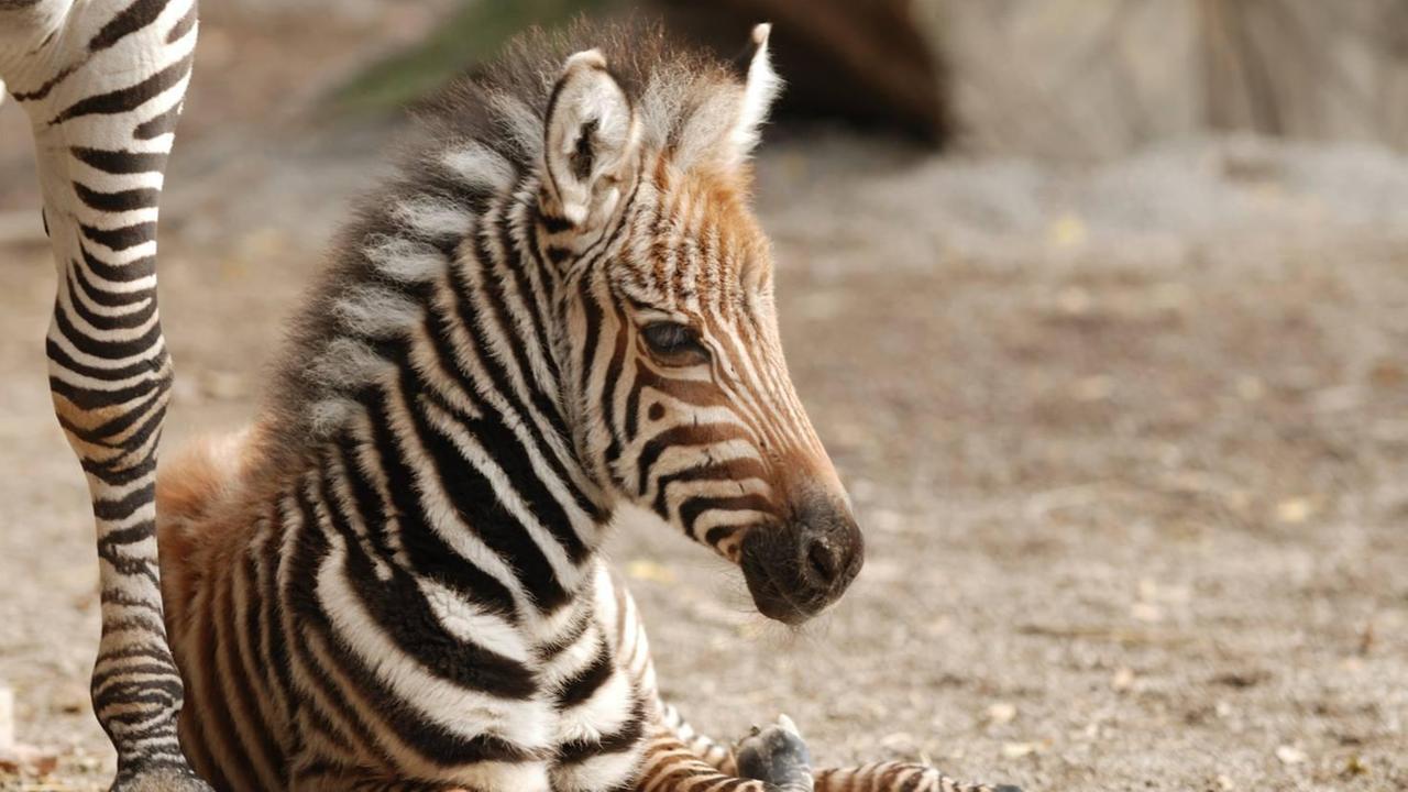 La piccola zebra nata il 30 dicembre scorso allo zoo di Pistoia