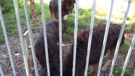 Cani malati e semi-abbandonati: arriva la tv