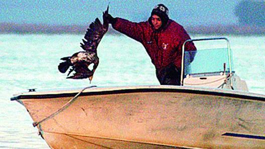 Nello stagno di Cabras sotto accusa i cormorani