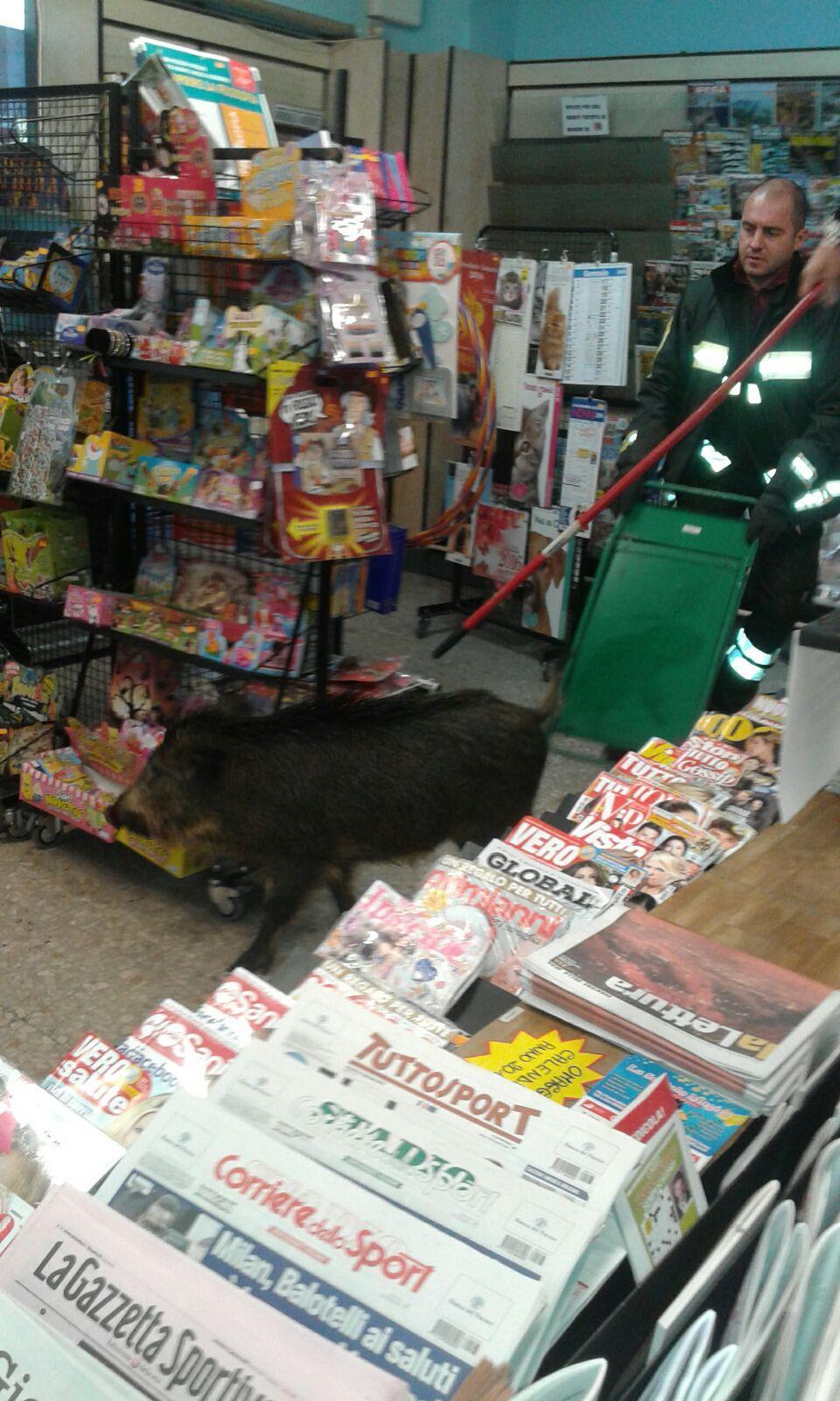 Cinghiale entra in un'edicola a Sant'Alessio 