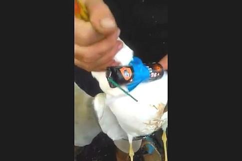 Il petardo legato al collo del gabbiano