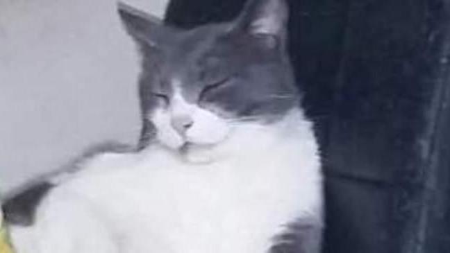Smarrito un gatto bianco e grigio