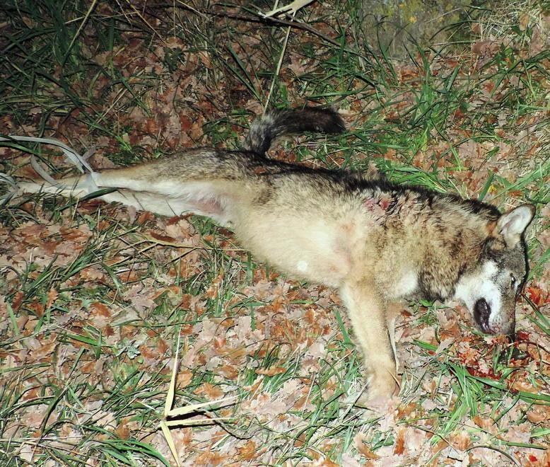 Ucciso a colpi di carabina un lupo a Pomarance 