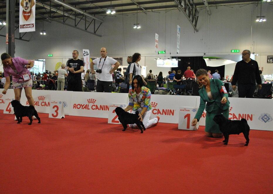 Esposizione canina internazionale 