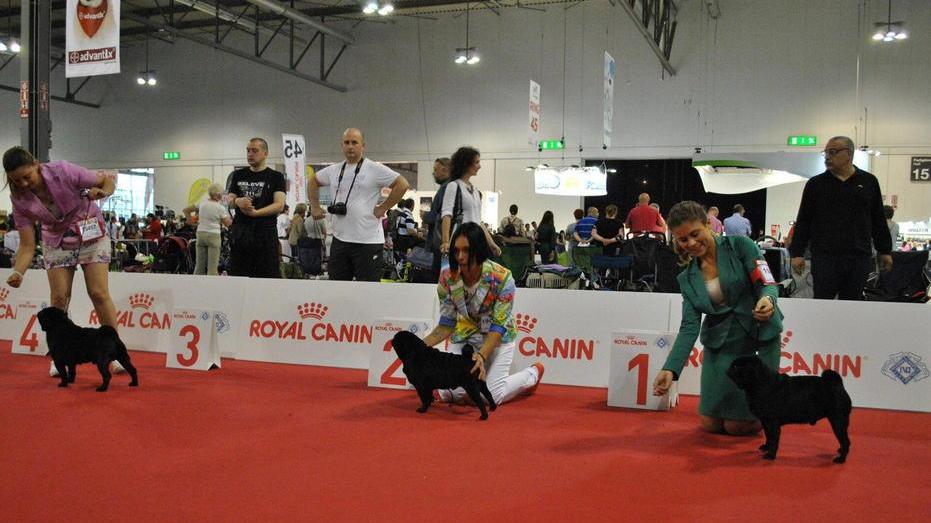 Esposizione canina internazionale