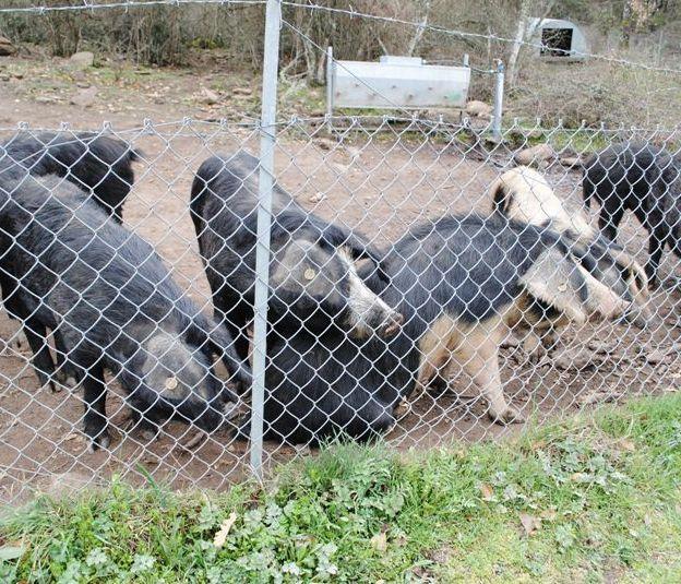 Peste suina, sequestrati venti maiali a Palmadula 