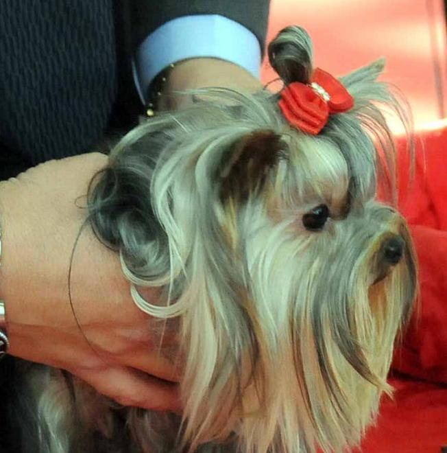 Più di mille cani tutti bellissimi a Carrarafiere 