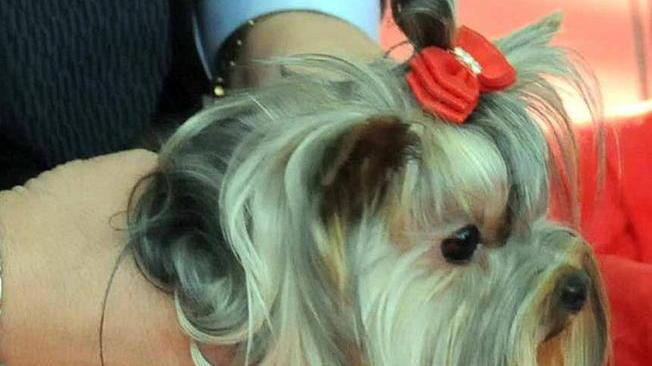 Più di mille cani tutti bellissimi a Carrarafiere