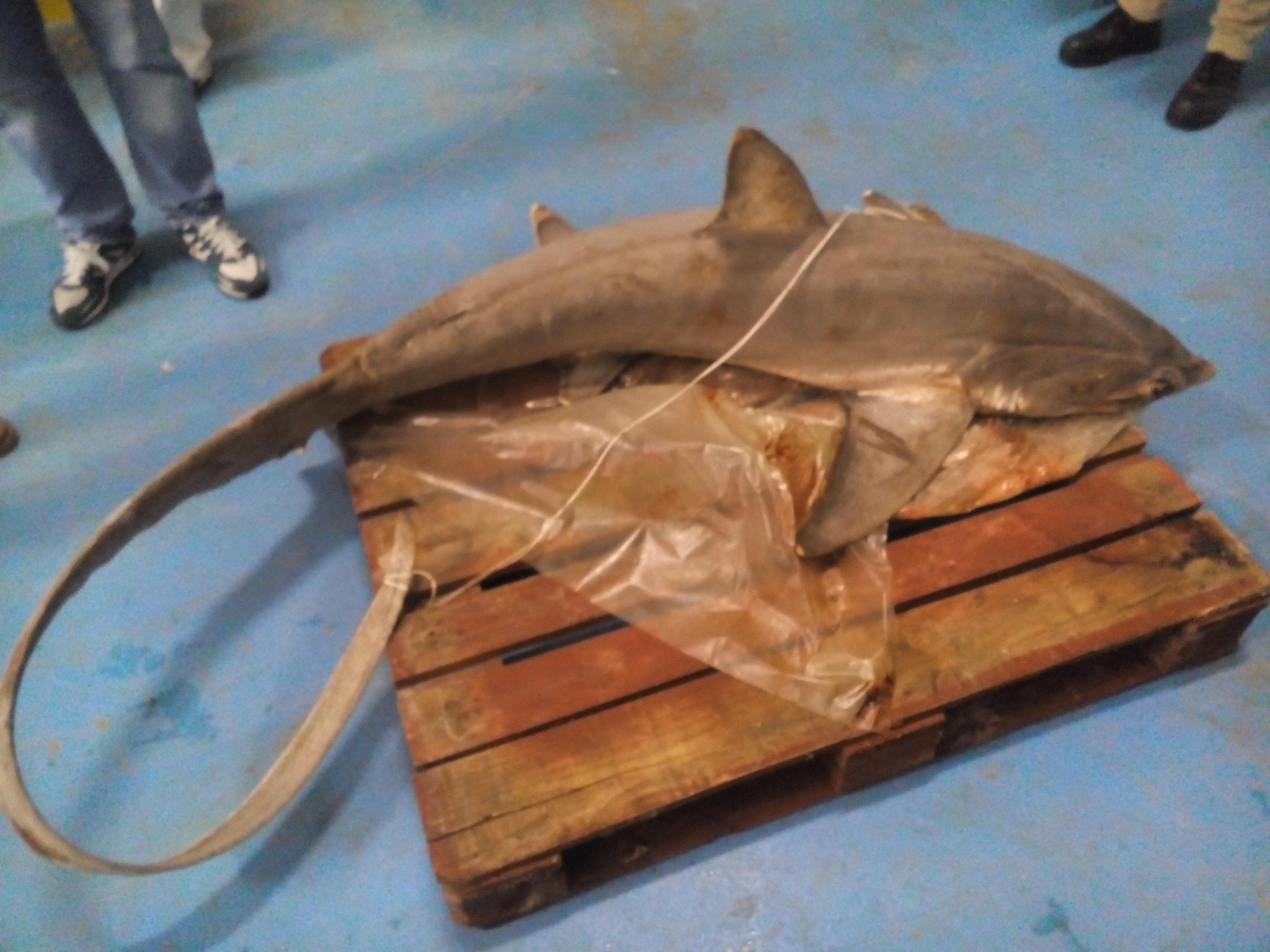 Pesca di frodo, sequestrati polpi e spunta uno squalo