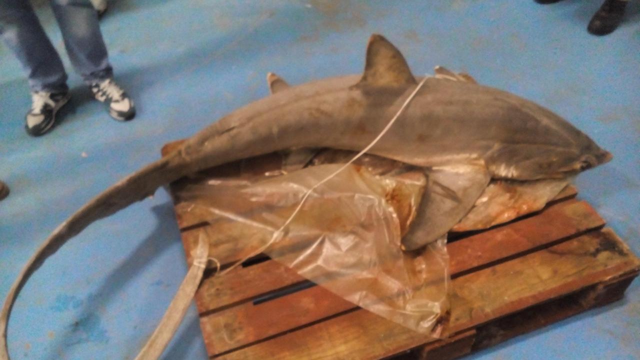 Pesca di frodo, sequestrati polpi e spunta uno squalo