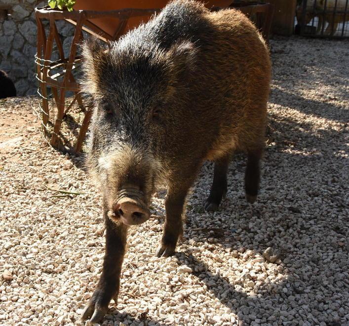 Cinghiali, dal Parco ok al piano di abbattimenti 