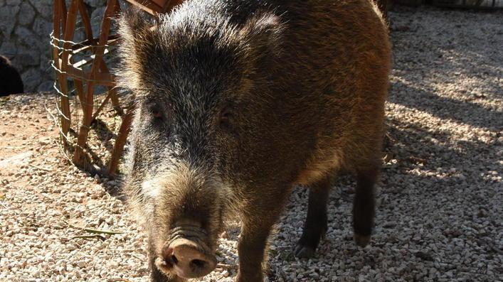 Cinghiali, dal Parco ok al piano di abbattimenti