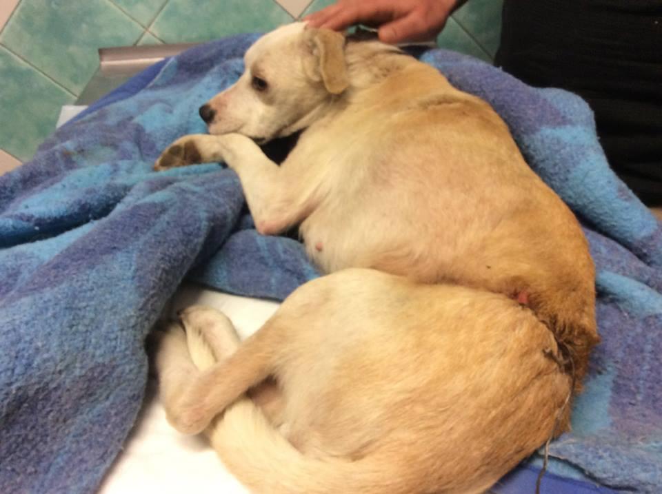 Il cane ferito da una trappola piazzata da un bracconiere