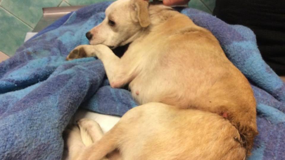 Il cane ferito da una trappola piazzata da un bracconiere