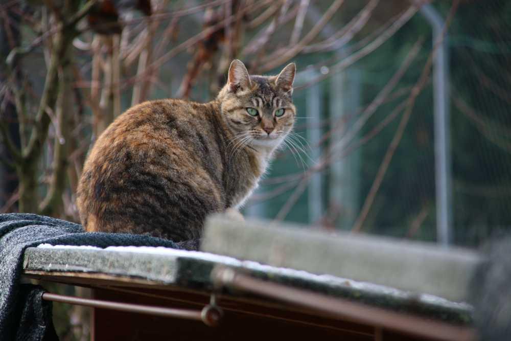 "Nel corso dell'ultimo anno tanti abbandoni di gatti adulti"