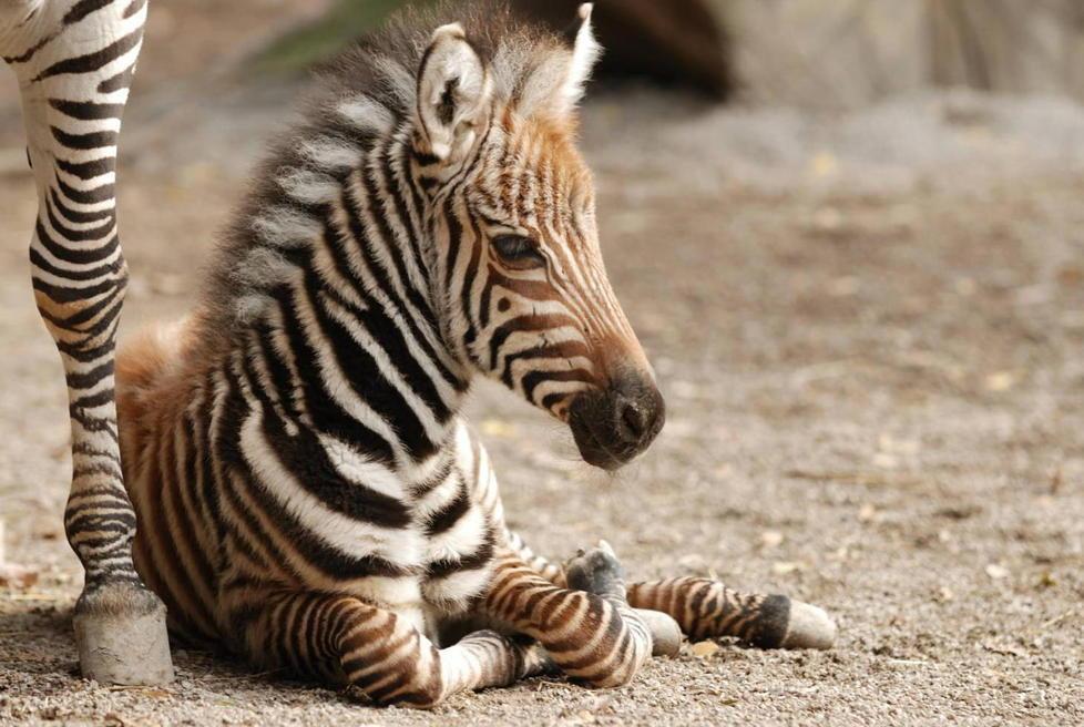 Tre i nomi “finalisti” per la puledrina di zebra