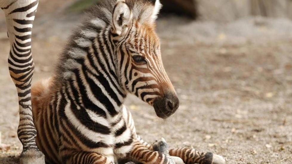 Tre i nomi “finalisti” per la puledrina di zebra