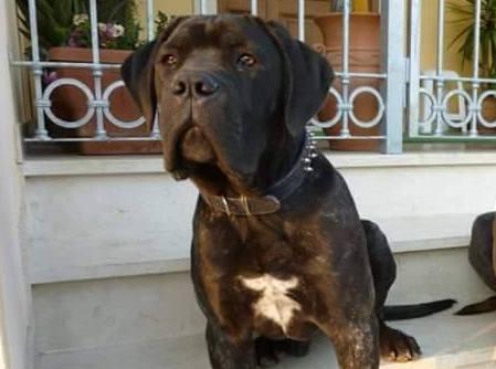 Cani uccisi: la protesta in piazza 