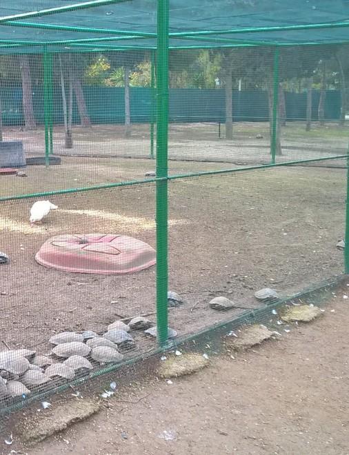 Le tartarughe presto nei laghetti 