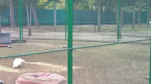 Le tartarughe presto nei laghetti