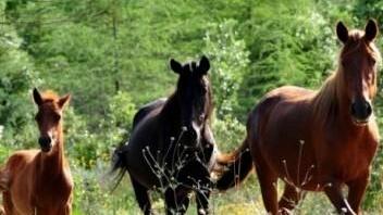 Cavallini del Sarcidano, nuovi fondi per la tutela