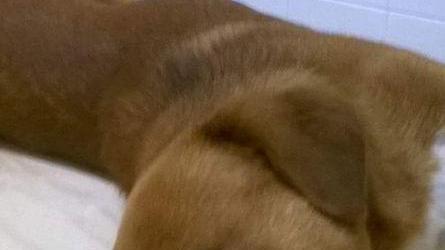 In fin di vita un cane investito da un’auto e abbandonato