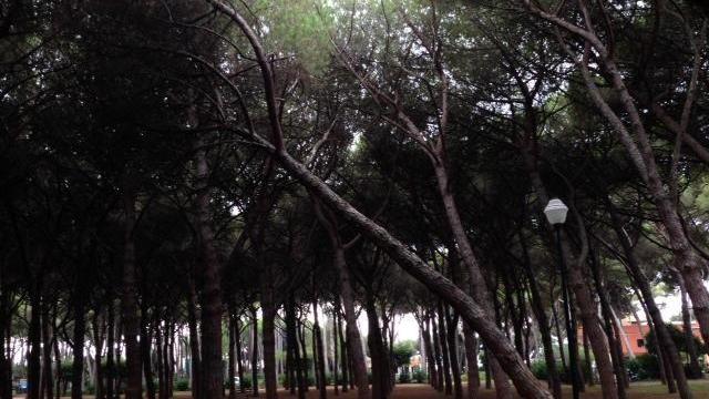 Pineta Marradi, pronto il piano