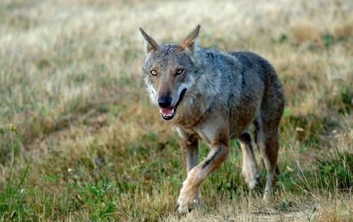 Intanto in Garfagnana le catture sono in calo 