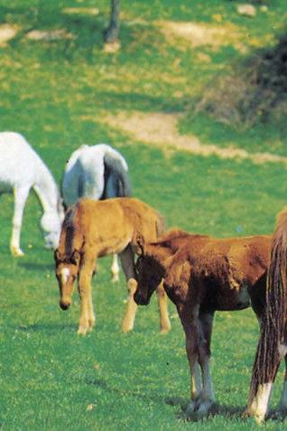Agris, manca una firma 10 artieri senza lavoro 