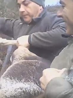 Muflone resta intrappolato: liberato da due cacciatori