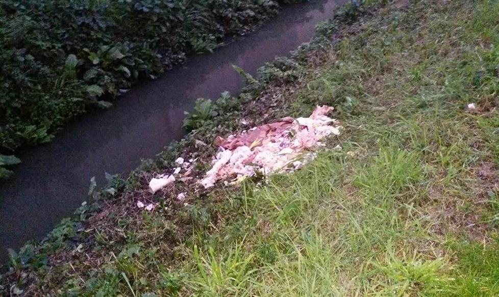 Scarti di animali macellati gettati nei campi