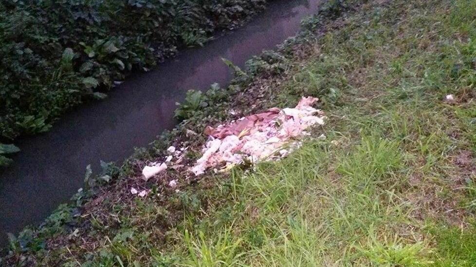 Scarti di animali macellati gettati nei campi