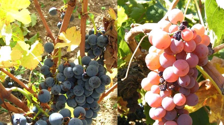 Corona: «Un marchio di qualità per i vini rossi del territorio»