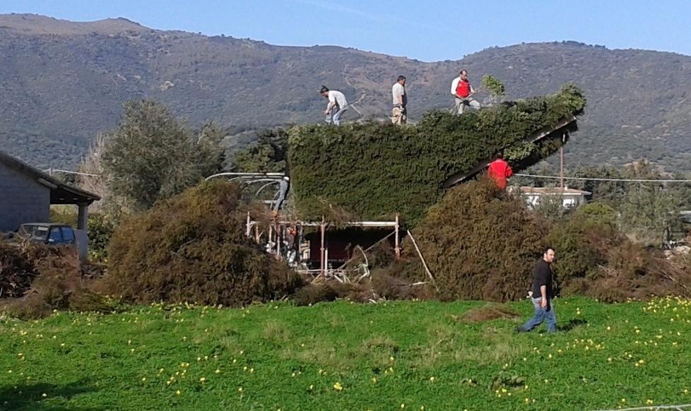 Grande fermento per i falò di Sant’Antonio 