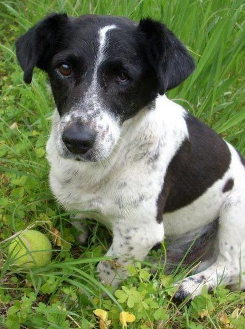 Il calendario di gennaio dell’anagrafe canina in Gallura