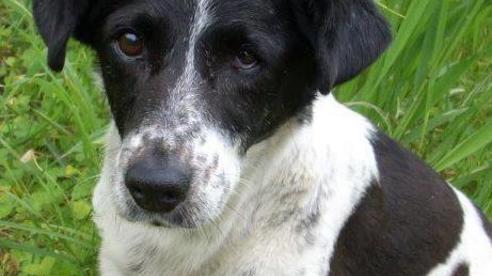 Il calendario di gennaio dell’anagrafe canina in Gallura