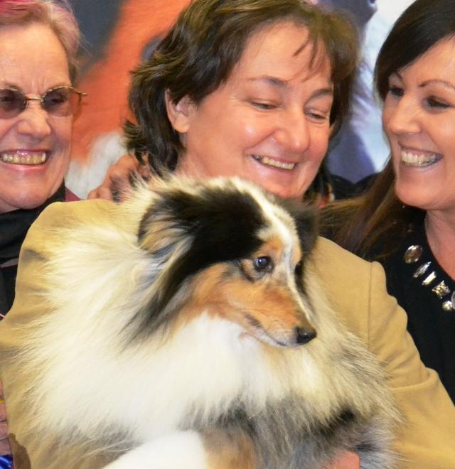 Quei cani vere star in passerella 