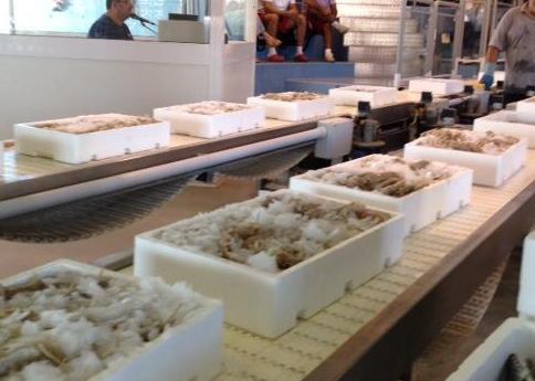 Per la pesca un 2015 davvero eccezionale 