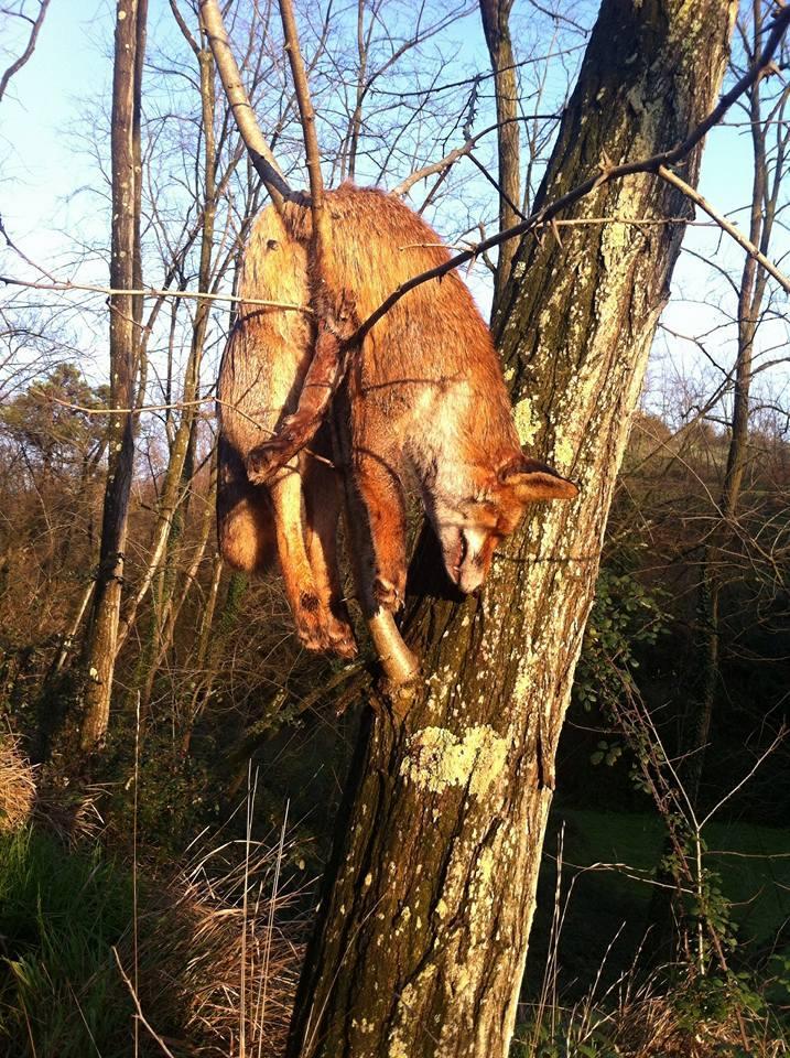 La volpe uccisa e appesa al ramo di un albero la cui foto è stata postata su Facebook