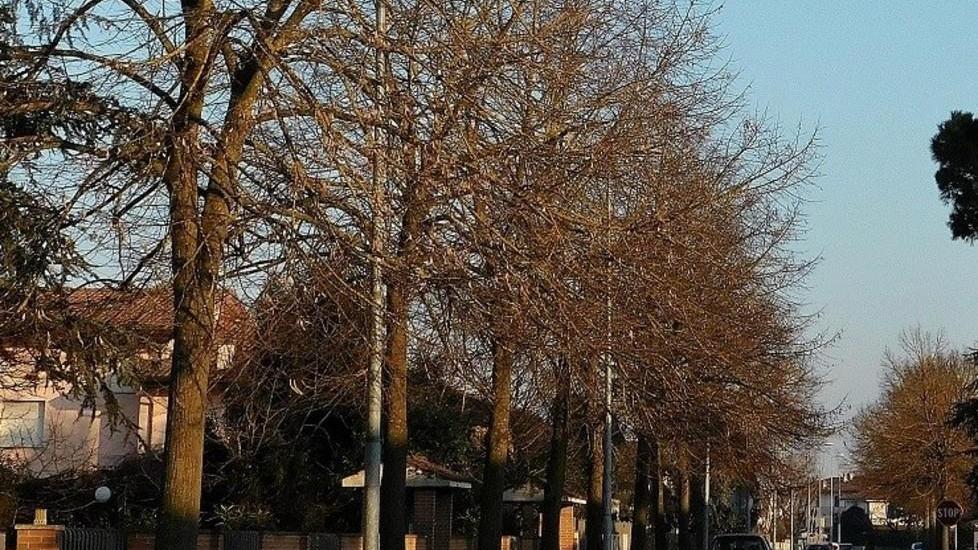 Messa in sicurezza del verde pubblico