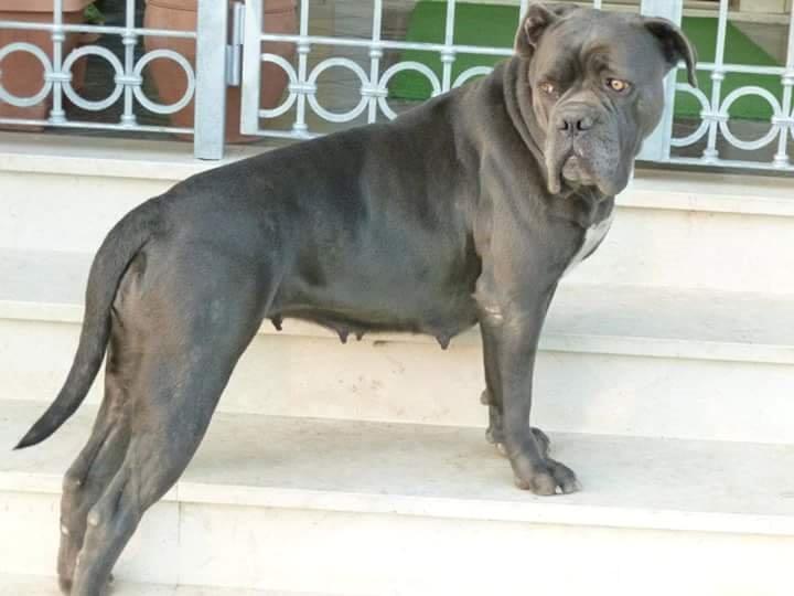 Il cane Gemma