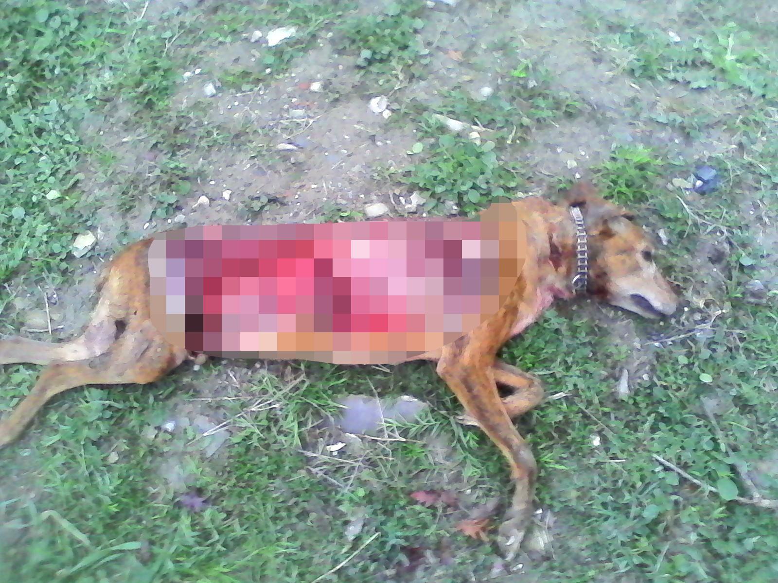 Il cane sbranato dai lupi