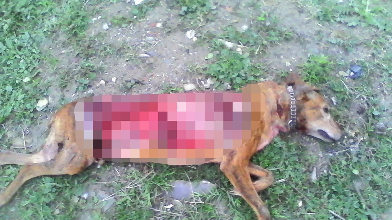 Il cane sbranato dai lupi