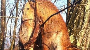 Una volpe uccisa e appesa a un albero