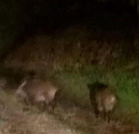 Cinghiali di notte a due passi dalle abitazioni