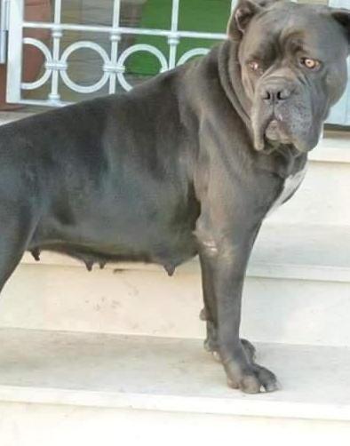 Tutti in piazza contro chi maltratta gli animali 
