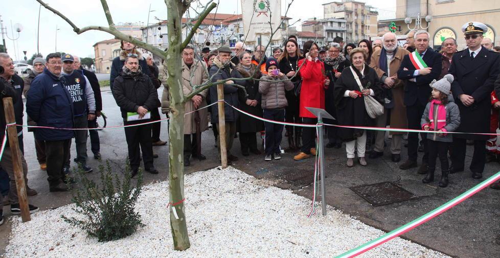 Un nuovo platano in Piazza Manzoni 