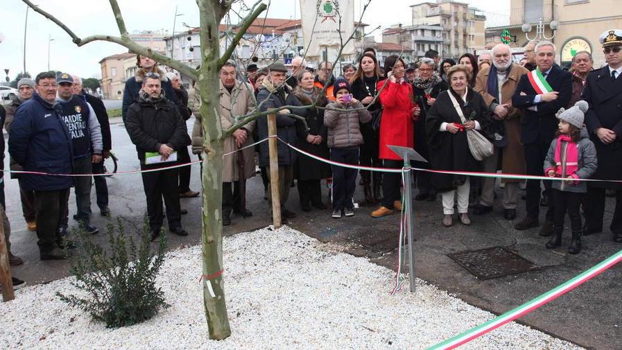 Un nuovo platano in Piazza Manzoni