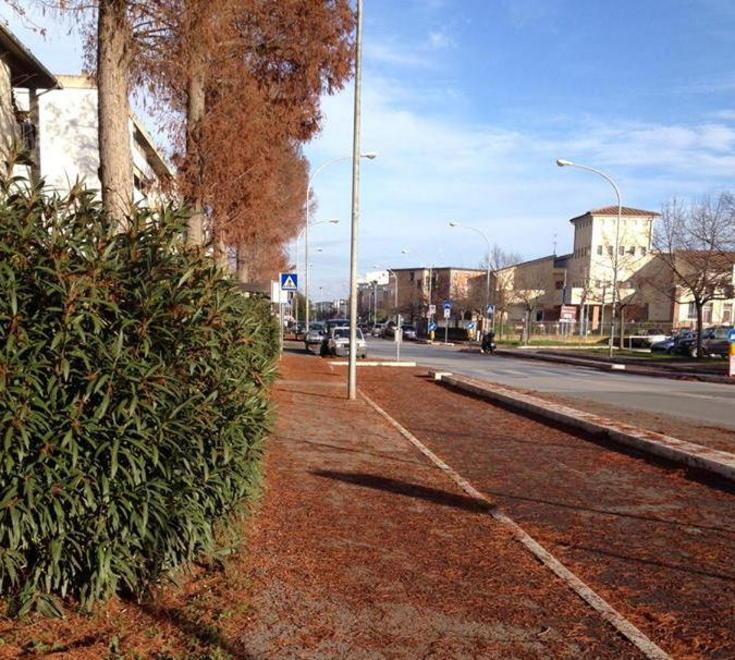 Per i pini della discordia i residenti lanciano un’idea 