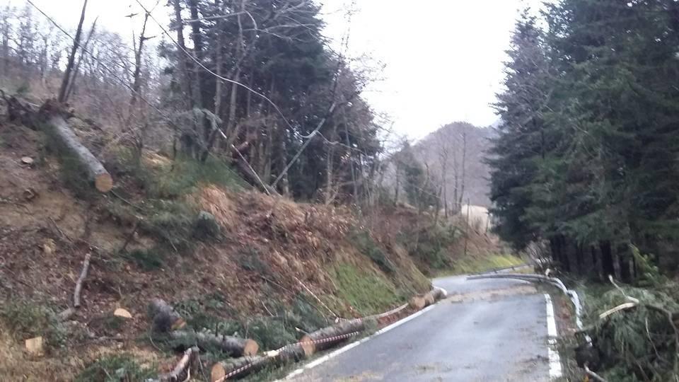 Alberi caduti sulla strada per Orsigna